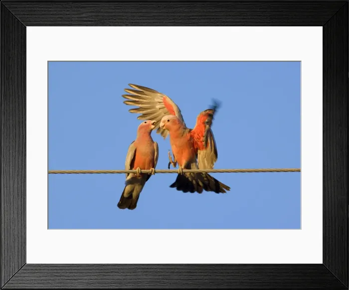 Framed Print : Galah - a pair of Galahs in intimate love talk during courting season. The male makes funny gestures and flaps its wings like a clown, to impress the female - Northern Territory, Australia Framed Print : Galah - a pair of Galahs in intimate love talk during courting season. The male makes funny gestures and flaps its wings like a clown, to impress the female - Northern Territory, Australia