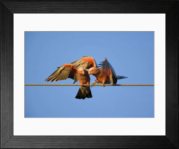 Framed Print : Galah - a pair of Galahs in intimate love talk during courting season. Both flap their wings and seem in deep conversation - Northern Territory, Australia Framed Print : Galah - a pair of Galahs in intimate love talk during courting season. Both flap their wings and seem in deep conversation - Northern Territory, Australia