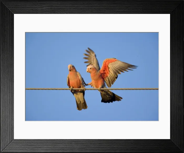 Framed Print : Galah - a pair of Galahs during courting season. The male makes funny gestures and flaps its wings like a clown, to impress the female. One foot touches the female as if it wants to say: come on, let's do it - Northern Territory, Australia Framed Print : Galah - a pair of Galahs during courting season. The male makes funny gestures and flaps its wings like a clown, to impress the female. One foot touches the female as if it wants to say: come on, let's do it - Northern Territory, Australia