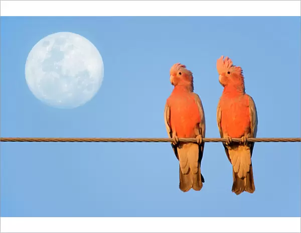 Galah - a pair of Galahs in love sit on a rope with the full moon in their background - Northern Territory, Australia