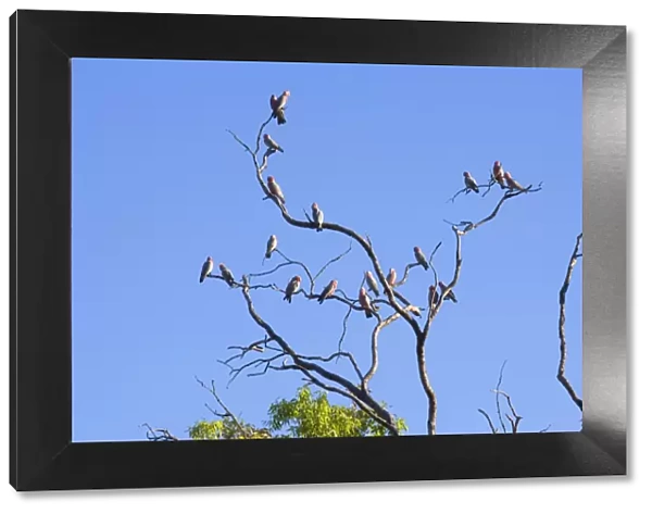 Galah - flock of Galahs sitting on a dead gum tree at near sunset - Northern Territory, Australia