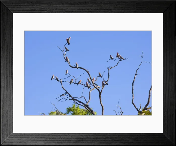 Framed Print : Galah - flock of Galahs sitting on a dead gum tree at near sunset - Northern Territory, Australia Framed Print : Galah - flock of Galahs sitting on a dead gum tree at near sunset - Northern Territory, Australia