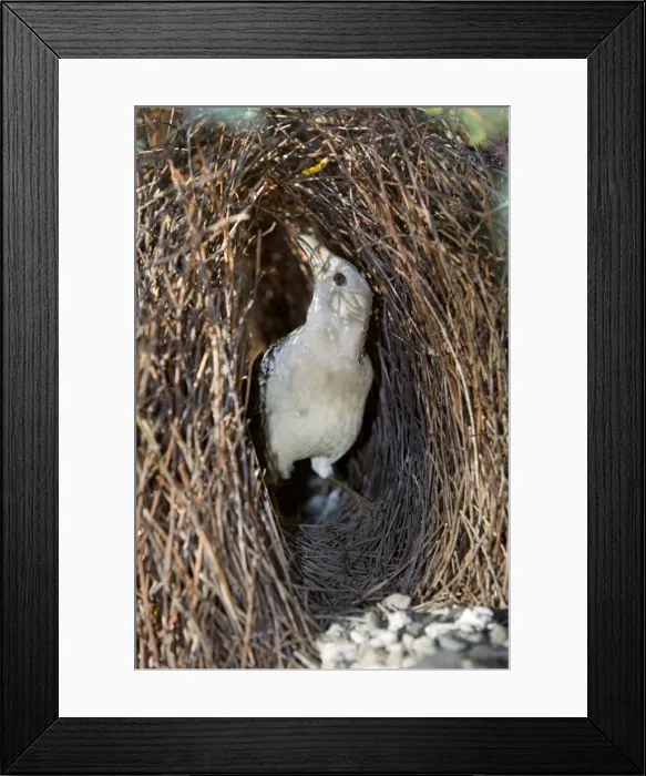 Framed Print : Great Bowerbird - male Bowerbird embellishing its artfully crafted bower. He constructs its bower out of sticks and grass blades and its sole purpose is to convice the female that he's worth her attention Framed Print : Great Bowerbird - male Bowerbird embellishing its artfully crafted bower. He constructs its bower out of sticks and grass blades and its sole purpose is to convice the female that he's worth her attention