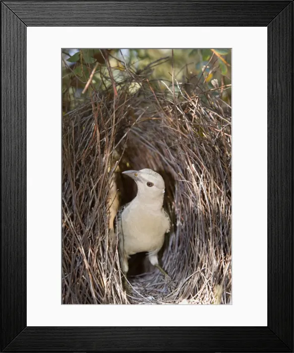 Framed Print : Great Bowerbird - male Bowerbird standing inside its artfully crafted bower. He constructs its bower out of sticks and grass blades and its sole purpose is to convice the female that he's worth her attention Framed Print : Great Bowerbird - male Bowerbird standing inside its artfully crafted bower. He constructs its bower out of sticks and grass blades and its sole purpose is to convice the female that he's worth her attention