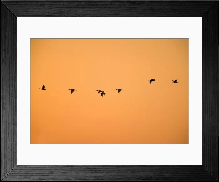 Framed Print : Australian White Ibis - flock of Australien White Ibis flying to their sleeping trees at sunset with only their silhouettes visible - Northern Territory, Australia Framed Print : Australian White Ibis - flock of Australien White Ibis flying to their sleeping trees at sunset with only their silhouettes visible - Northern Territory, Australia