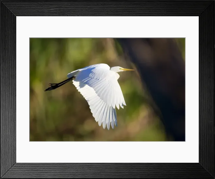 Framed Print : Intermediate Egret - adult egret in flight over a billabong - Northern Territory, Australia Framed Print : Intermediate Egret - adult egret in flight over a billabong - Northern Territory, Australia
