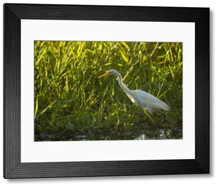 Framed Print : Intermediate Egret - adult egret stalking through dense vegetation in a billabong foraging - Northern Territory, Australia Framed Print : Intermediate Egret - adult egret stalking through dense vegetation in a billabong foraging - Northern Territory, Australia