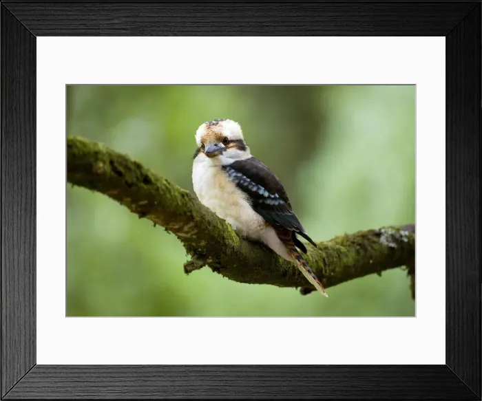 Framed Print : Laughing Kookaburra - front view of an adult Laughing Kookaburra sitting on a moss-covered branch in temperate rainforest - Great Otway National Park, Victoria, Australia Framed Print : Laughing Kookaburra - front view of an adult Laughing Kookaburra sitting on a moss-covered branch in temperate rainforest - Great Otway National Park, Victoria, Australia