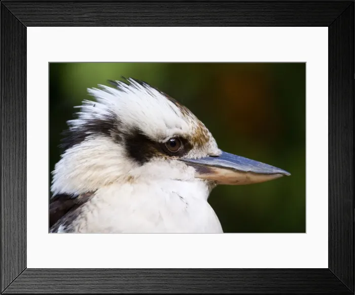 Framed Print : Laughing Kookaburra - side view portrait of an adult Laughing Kookaburra - Grampians National Park, Victoria, Australia Framed Print : Laughing Kookaburra - side view portrait of an adult Laughing Kookaburra - Grampians National Park, Victoria, Australia