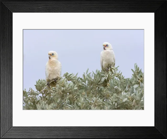 Framed Print : Little Corella - two Little Corellas sitting on a bush at a beach at Ningaloo Reef - Cape Range National Park, Ningaloo Reef Marine Park, Western Australia, Australia Framed Print : Little Corella - two Little Corellas sitting on a bush at a beach at Ningaloo Reef - Cape Range National Park, Ningaloo Reef Marine Park, Western Australia, Australia