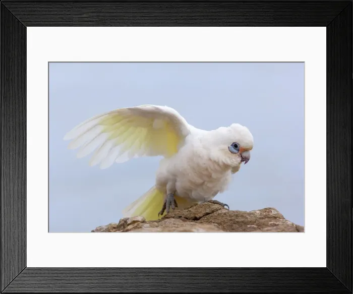 Framed Print : Little Corella - Little Corella sits on a rock and stretches its wing - Cape Range National Park, Ningaloo Reef Marine Park, Western Australia, Australia Framed Print : Little Corella - Little Corella sits on a rock and stretches its wing - Cape Range National Park, Ningaloo Reef Marine Park, Western Australia, Australia