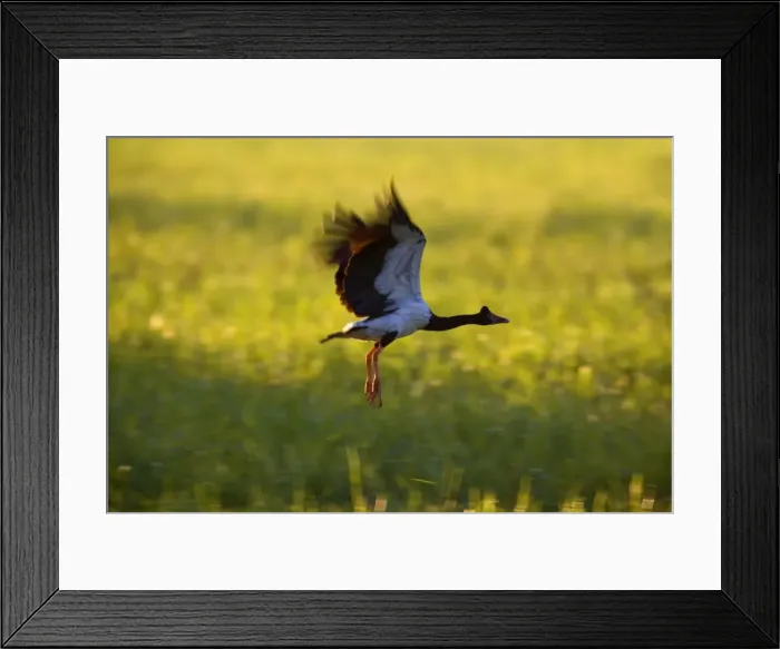 Framed Print : Magpie Goose - adult Magpie Goose in flight over grassy swampland at sunset - Northern Territory, Australia Framed Print : Magpie Goose - adult Magpie Goose in flight over grassy swampland at sunset - Northern Territory, Australia