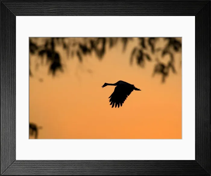 Framed Print : Magpie Goose - adult Magpie Goose in flight at sunset with only its silhouette visible - Northern Territory, Australia Framed Print : Magpie Goose - adult Magpie Goose in flight at sunset with only its silhouette visible - Northern Territory, Australia