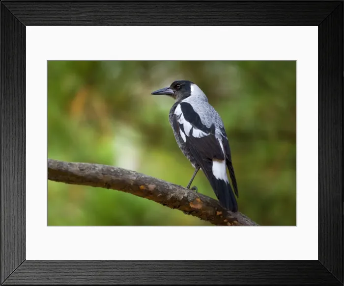 Framed Print : Australian Magpie - adult male Magpie sitting on a tree branch looking out - Grampians National Park, Victoria, Australia Framed Print : Australian Magpie - adult male Magpie sitting on a tree branch looking out - Grampians National Park, Victoria, Australia