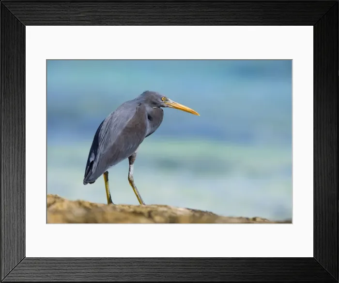 Framed Print : Eastern Reef Egret - adult on reef ledge waiting for prey - Ningaloo Marine Park, Western Australia, Australia Framed Print : Eastern Reef Egret - adult on reef ledge waiting for prey - Ningaloo Marine Park, Western Australia, Australia