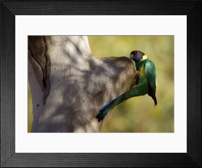 Framed Print : Australian Ringneck - adult Australian Ringneck inspecting a prospective breeding hole in an eucalypt tree - Finke Gorge National Park, Northern Territory, Australia Framed Print : Australian Ringneck - adult Australian Ringneck inspecting a prospective breeding hole in an eucalypt tree - Finke Gorge National Park, Northern Territory, Australia