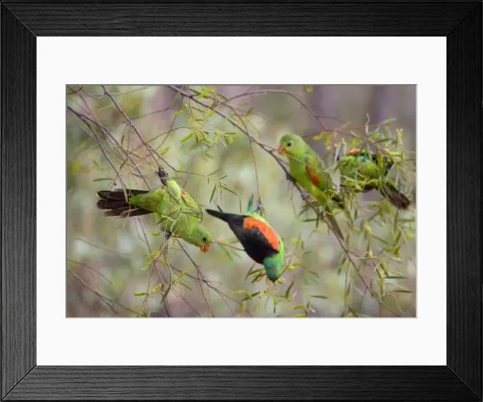 Framed Print : Red-winged Parrot - flock with several females and one male feeding in a tree - Northern Territory, Australia Framed Print : Red-winged Parrot - flock with several females and one male feeding in a tree - Northern Territory, Australia