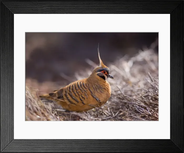 Framed Print : Spinifex Pigeon - adult foraging for seeds amidst dried-up grass - Hamersley Range, Karijini National Park, Western Australia, Australia Framed Print : Spinifex Pigeon - adult foraging for seeds amidst dried-up grass - Hamersley Range, Karijini National Park, Western Australia, Australia
