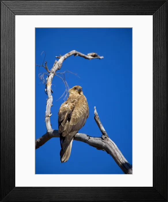 Framed Print : Whistling Kite - adult Whistling Kite sitting on a dead tree overlooking its territory - Northern Territory, Australia Framed Print : Whistling Kite - adult Whistling Kite sitting on a dead tree overlooking its territory - Northern Territory, Australia