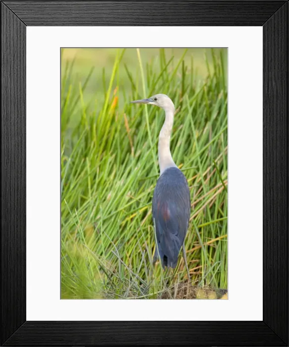 Framed Print : White-necked Heron - adult white-necked heron standing in freshwater swampland - Northern Territory, Australia Framed Print : White-necked Heron - adult white-necked heron standing in freshwater swampland - Northern Territory, Australia