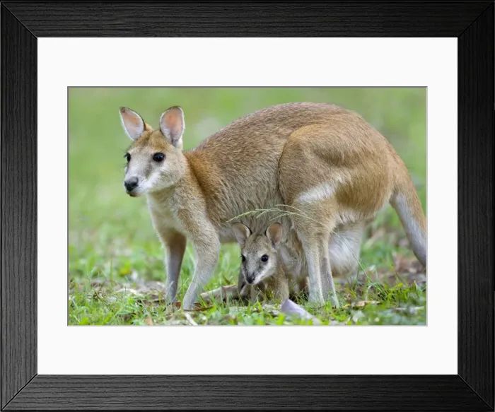 Framed Print : Agile Wallaby - female adult Agile Wallaby standing on its hind legs with young, also called joey, looking out of mother's pouch - Katherine Gorge National Park, Nitmiluk National Park, Northern Territory, Australia Framed Print : Agile Wallaby - female adult Agile Wallaby standing on its hind legs with young, also called joey, looking out of mother's pouch - Katherine Gorge National Park, Nitmiluk National Park, Northern Territory, Australia