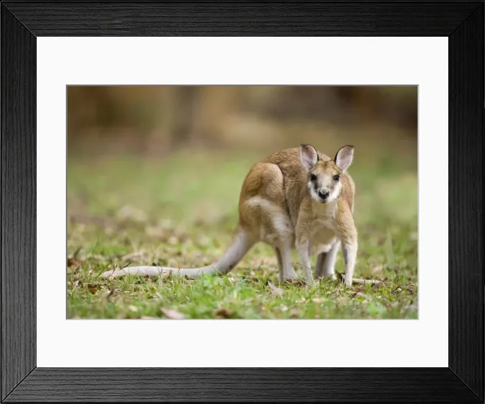 Framed Print : Agile Wallaby- adult Agile Wallaby foraging on grassy ground - Katherine Gorge National Park, Nitmiluk National Park, Northern Territory, Australia