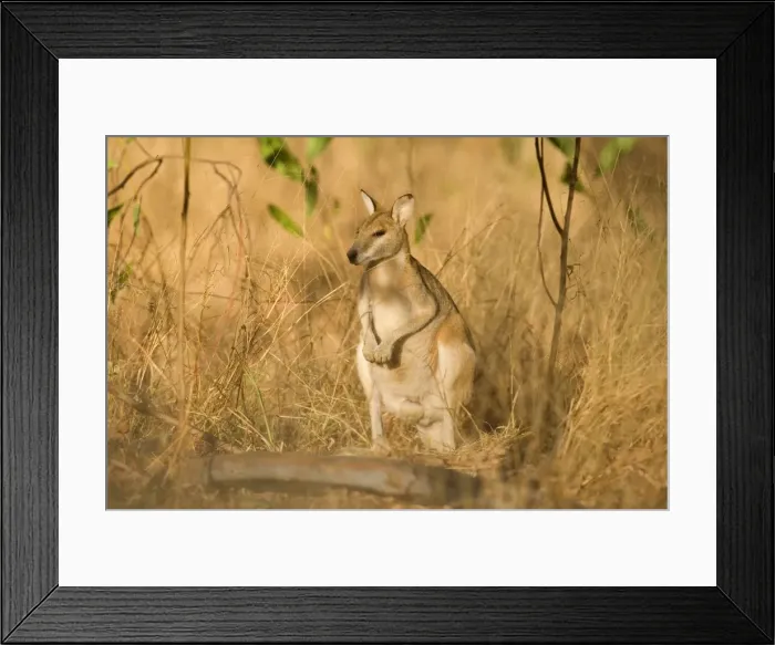 Framed Print : Agile Wallaby - adult Agile Wallaby standing on its hind legs amidst high, dried-up grass looking out - Katherine Gorge National Park, Nitmiluk National Park, Northern Territory, Australia Framed Print : Agile Wallaby - adult Agile Wallaby standing on its hind legs amidst high, dried-up grass looking out - Katherine Gorge National Park, Nitmiluk National Park, Northern Territory, Australia