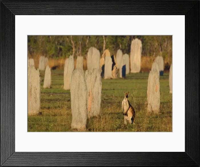 Framed Print : Antilopine Wallaroo - adult Antilopine Wallaroo foraging on a field full of mounds of Magnetic Termites at early morning - Litchfield National Park, Northern Territory, Australia Framed Print : Antilopine Wallaroo - adult Antilopine Wallaroo foraging on a field full of mounds of Magnetic Termites at early morning - Litchfield National Park, Northern Territory, Australia