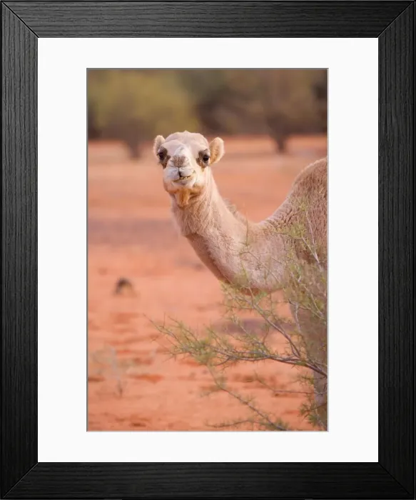 Framed Print : Camel - portrait of a funny looking One-humped Camel or Dromedary in the desert - Northern Territory, Australia Framed Print : Camel - portrait of a funny looking One-humped Camel or Dromedary in the desert - Northern Territory, Australia