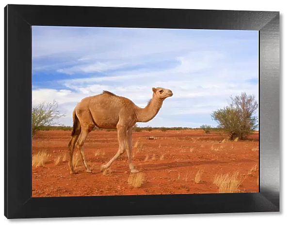 Camel - funny looking One-humped Camel or Dromedary wandering through the desert - Northern Territory, Australia