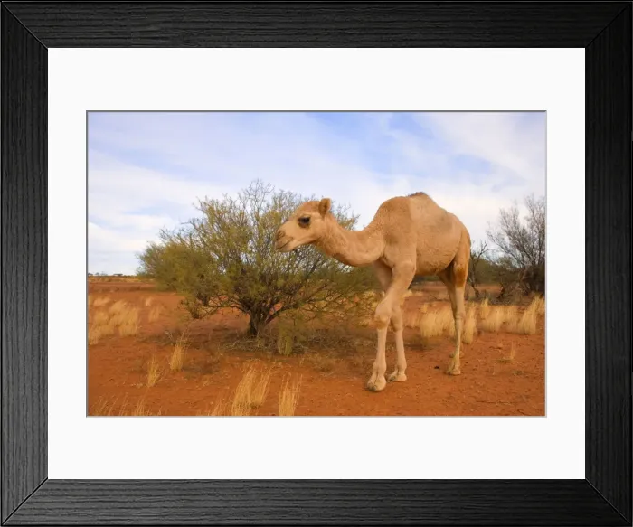 Framed Print : Camel - funny looking One-humped Camel or Dromedary wandering through the desert - Northern Territory, Australia