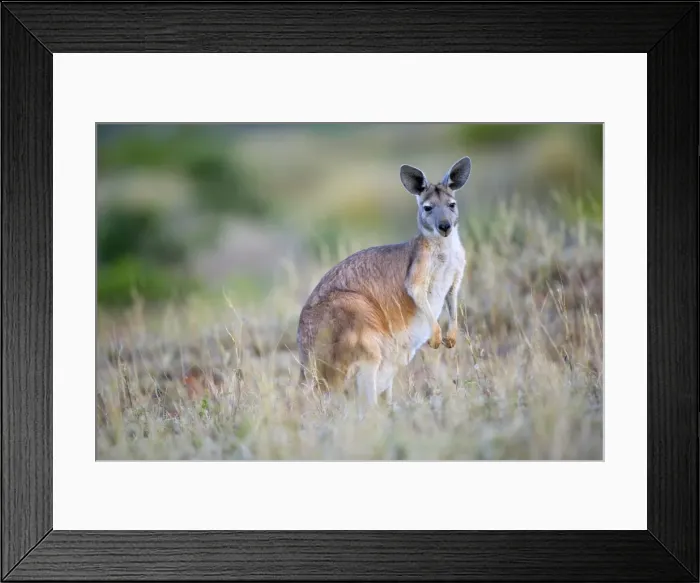 Framed Print : Common Wallaroo - adult in grassland standing on attention on its hind legs - Cape Range National Park, Western Australia, Australia Framed Print : Common Wallaroo - adult in grassland standing on attention on its hind legs - Cape Range National Park, Western Australia, Australia