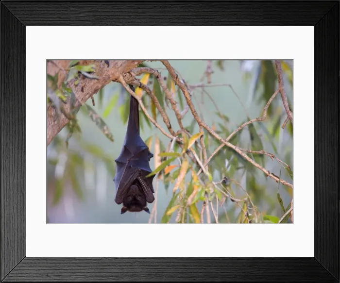 Framed Print : Little Red Flying-Fox - adult Little Red Flying-Fox roosts in a colony in the trees during the day - Windjana Gorge National Park, Kimberley, Western Australia, Australia Framed Print : Little Red Flying-Fox - adult Little Red Flying-Fox roosts in a colony in the trees during the day - Windjana Gorge National Park, Kimberley, Western Australia, Australia