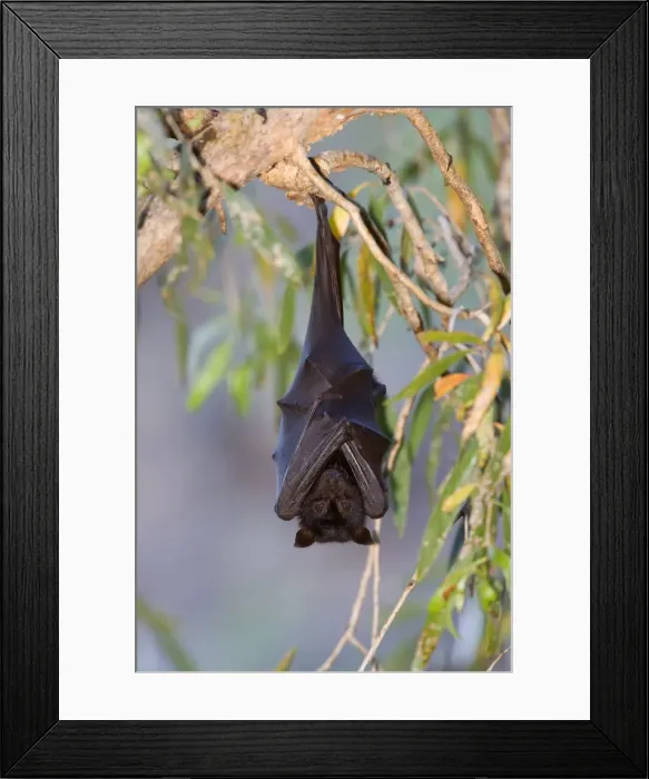Framed Print : Little Red Flying-Fox - adult Little Red Flying-Fox roosts in a colony in the trees during the day - Windjana Gorge National Park, Kimberley, Western Australia, Australia Framed Print : Little Red Flying-Fox - adult Little Red Flying-Fox roosts in a colony in the trees during the day - Windjana Gorge National Park, Kimberley, Western Australia, Australia