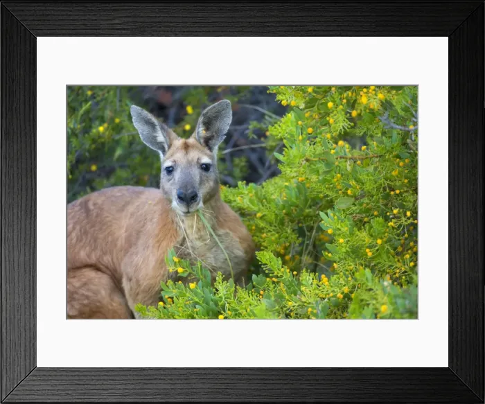 Framed Print : Red Kangaroo - big adult male Red Kangaroo sitting between blooming acacia bushes feeding on grass - Cape Range National Park, Western Australia, Australia Framed Print : Red Kangaroo - big adult male Red Kangaroo sitting between blooming acacia bushes feeding on grass - Cape Range National Park, Western Australia, Australia