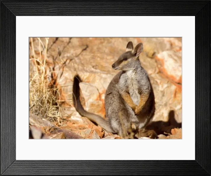Framed Print : Black-footed Rock-wallaby - resting on top of steep cliff - West Macdonnell Range National Park, Northern Territory, Australia Framed Print : Black-footed Rock-wallaby - resting on top of steep cliff - West Macdonnell Range National Park, Northern Territory, Australia