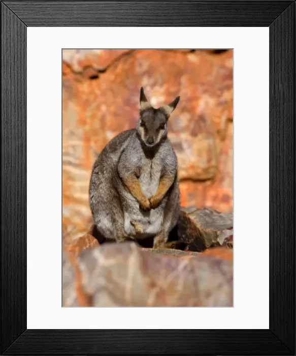 Framed Print : Black-footed Rock-wallaby - resting on top of steep cliff - West Macdonnell Range National Park, Northern Territory, Australia Framed Print : Black-footed Rock-wallaby - resting on top of steep cliff - West Macdonnell Range National Park, Northern Territory, Australia