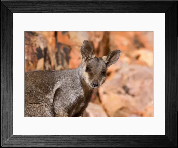 Framed Print : Black-footed Rock-wallaby - portrait of an adult wallaby looking directly in the camera. Its big, brown eyes are the most noticable features about this animal - West Macdonnell Range National Park, Northern Territory, Australia Framed Print : Black-footed Rock-wallaby - portrait of an adult wallaby looking directly in the camera. Its big, brown eyes are the most noticable features about this animal - West Macdonnell Range National Park, Northern Territory, Australia