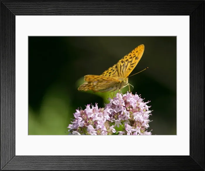 Framed Print : Silver-Washed Fritillary - Sitting on a pink flower gathering nectar - Baden-Wuerttemberg, Germany Framed Print : Silver-Washed Fritillary - Sitting on a pink flower gathering nectar - Baden-Wuerttemberg, Germany