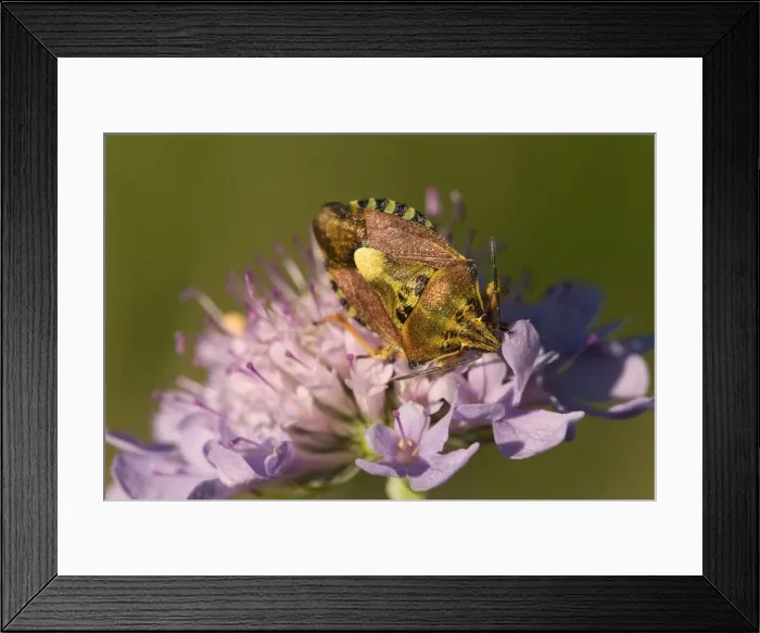 Framed Print : Sloe Bug - large and distinctive purrple-brown and greenish coloured shieldbug sits on a flower - Baden-Wuerttemberg, Germany Framed Print : Sloe Bug - large and distinctive purrple-brown and greenish coloured shieldbug sits on a flower - Baden-Wuerttemberg, Germany