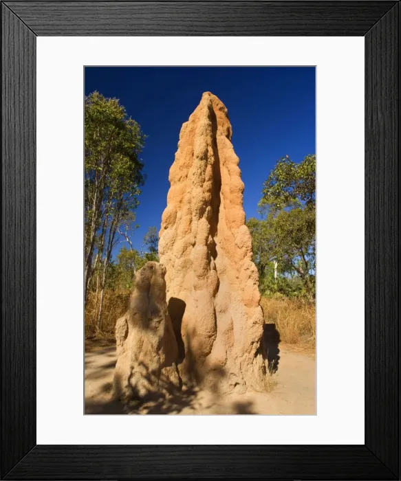Framed Print : Cathedral Termite mound - hugh termite mounds in early morning light - Litchfield National Park, Northern Territory, Australia Framed Print : Cathedral Termite mound - hugh termite mounds in early morning light - Litchfield National Park, Northern Territory, Australia