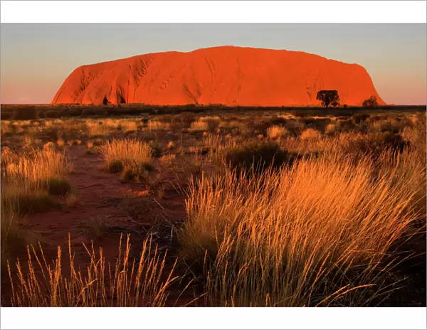 Ayers Rock - Uluru - brightly ablaze Ayers Rock shortly before sunset - Uluru-Kata Tjuta National Park, World Heritage Area, Northern Territory, Australia Aboriginals of the Anangu tribe call Ayers Rock Uluru