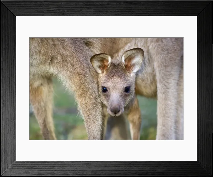 Framed Print : Eastern Grey Kangaroo - cute portrait of a joey looking out of its mother's pouch. The female is on all four legs and the joey peers out from in between them - Murrammang National Park, New South Wales, Australia Framed Print : Eastern Grey Kangaroo - cute portrait of a joey looking out of its mother's pouch. The female is on all four legs and the joey peers out from in between them - Murrammang National Park, New South Wales, Australia