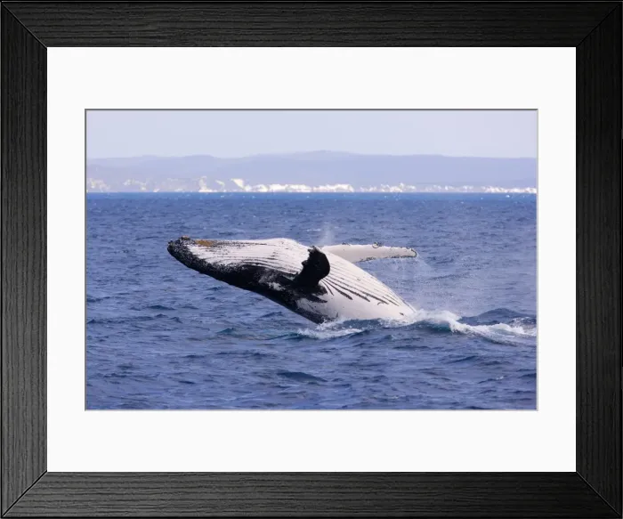 Framed Print : Humpback Whale - breaching female whale in front of Fraser Island's coast - Hervey Bay Marine Park, Queensland, Australia Framed Print : Humpback Whale - breaching female whale in front of Fraser Island's coast - Hervey Bay Marine Park, Queensland, Australia