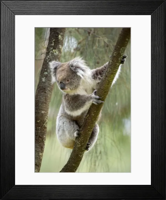 Framed Print : Koala - adult koala clings to the branch of an eucalypt tree and is about to climb down to change its feeding and sleeping tree - Otway National Park, Victoria, Australia Framed Print : Koala - adult koala clings to the branch of an eucalypt tree and is about to climb down to change its feeding and sleeping tree - Otway National Park, Victoria, Australia
