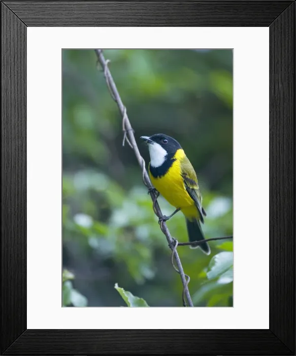 Framed Print : Golden Whistler / Golden-breasted Whistler / White-throated Whistler / Yellow-breasted Whistler / Golden-breasted Thickhead / Western Thickhead / Thunderbird - adult male sitting on a tiny twig in lush subtropical rainforest - Lamington National Framed Print : Golden Whistler / Golden-breasted Whistler / White-throated Whistler / Yellow-breasted Whistler / Golden-breasted Thickhead / Western Thickhead / Thunderbird - adult male sitting on a tiny twig in lush subtropical rainforest - Lamington National