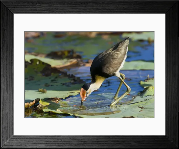 Framed Print : Comb-crested Jacana - adult stalking over Lotus Lily leaves foraging for water insects and snails - Fogg Dam, Northern Territory, Australia Framed Print : Comb-crested Jacana - adult stalking over Lotus Lily leaves foraging for water insects and snails - Fogg Dam, Northern Territory, Australia
