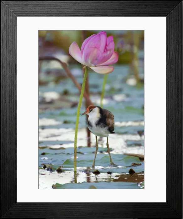 Framed Print : Comb-crested Jacana - juvenile standing under a blooming Lotus Lily on one of the flower's leaves - Fogg Dam, Northern Territory, Australia Framed Print : Comb-crested Jacana - juvenile standing under a blooming Lotus Lily on one of the flower's leaves - Fogg Dam, Northern Territory, Australia
