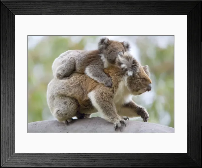 Framed Print : Koala / Ash-coloured Pouched-Bear - mother with young on back - Otway National Park, Victoria, Australia Framed Print : Koala / Ash-coloured Pouched-Bear - mother with young on back - Otway National Park, Victoria, Australia