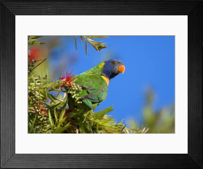 Framed Print : Rainbow Lorikeet - adult sitting on a blooming Bottle Brush Tree - Hervey Bay, Queensland, Australia Framed Print : Rainbow Lorikeet - adult sitting on a blooming Bottle Brush Tree - Hervey Bay, Queensland, Australia